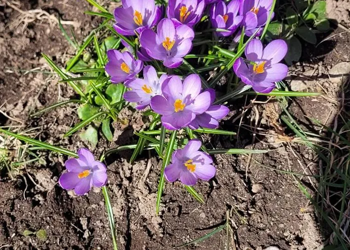 아파트 Casa Festivity